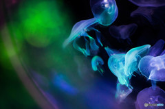 Jelly"Fish"