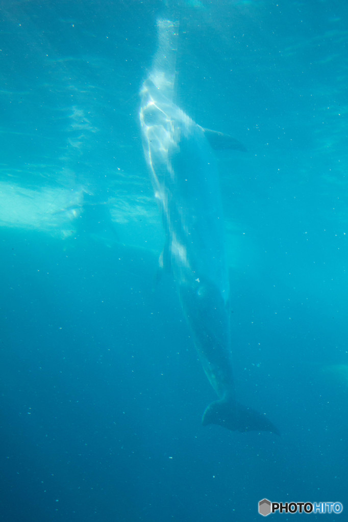 Dolphin""""