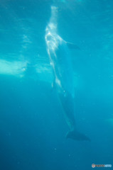 Dolphin""""