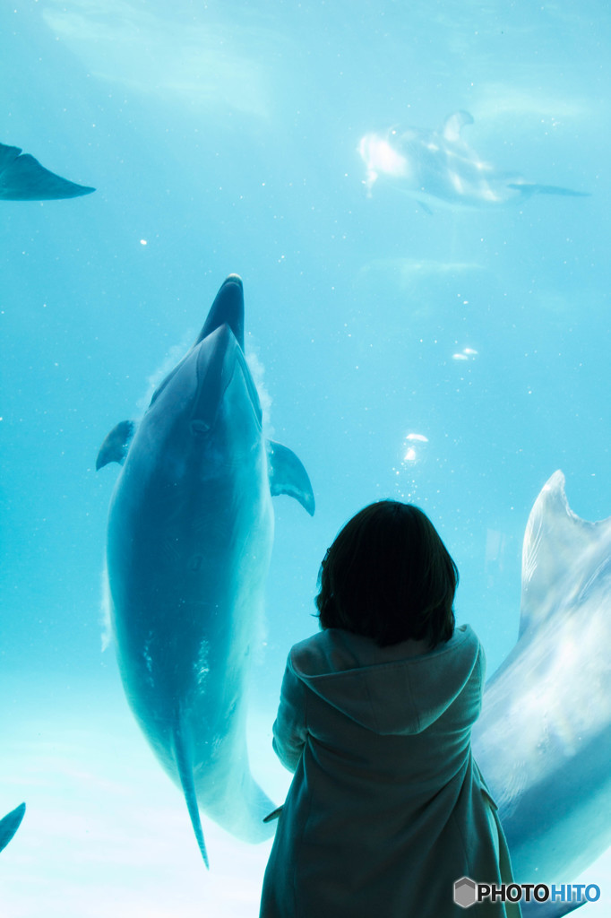 Dolphin"""