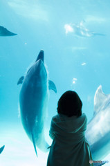 Dolphin"""