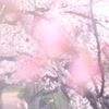 桜と共に"