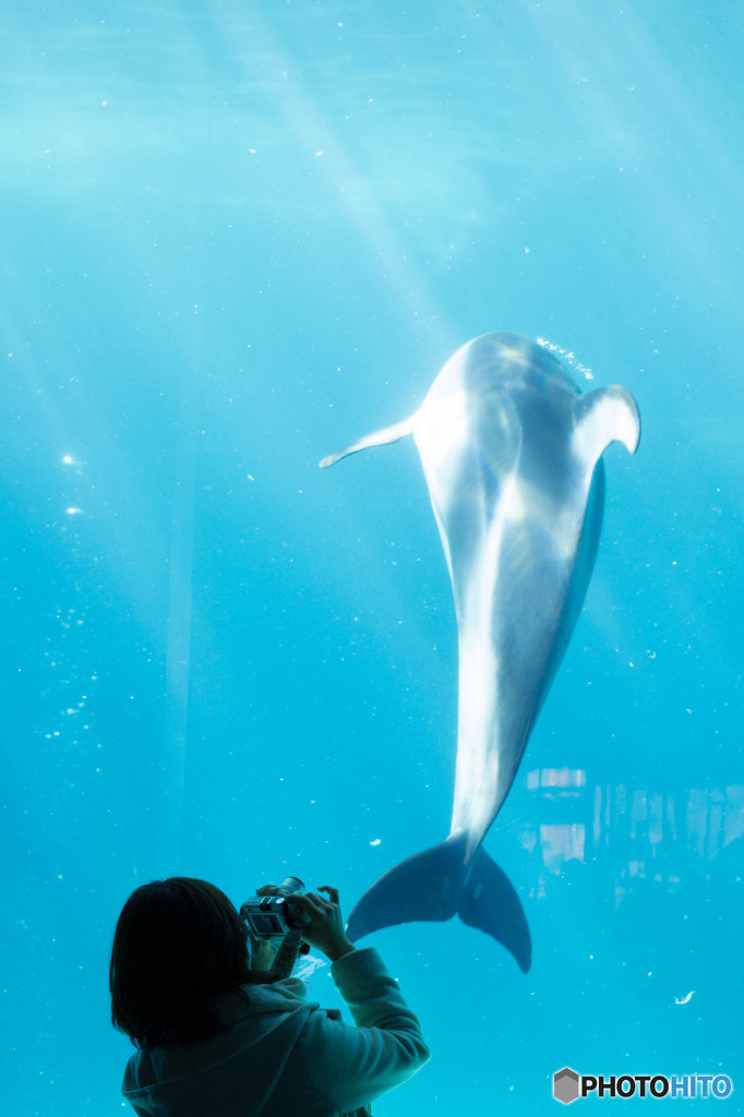 Dolphin""