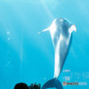 Dolphin""