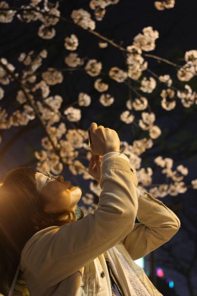 去年の桜"　君と出会って”