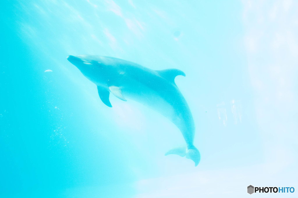 Dolphin”光へ”