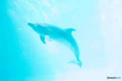 Dolphin”光へ”