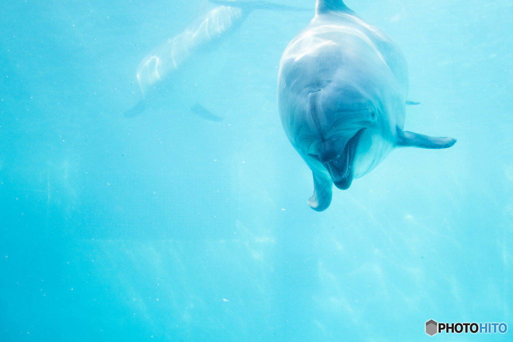 Dolphin""""