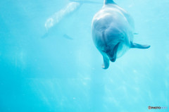 Dolphin""""