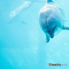 Dolphin""""