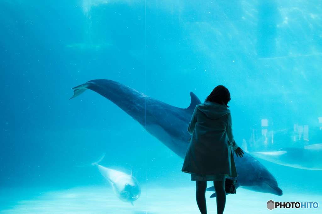 Dolphin""""