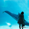 Dolphin""""