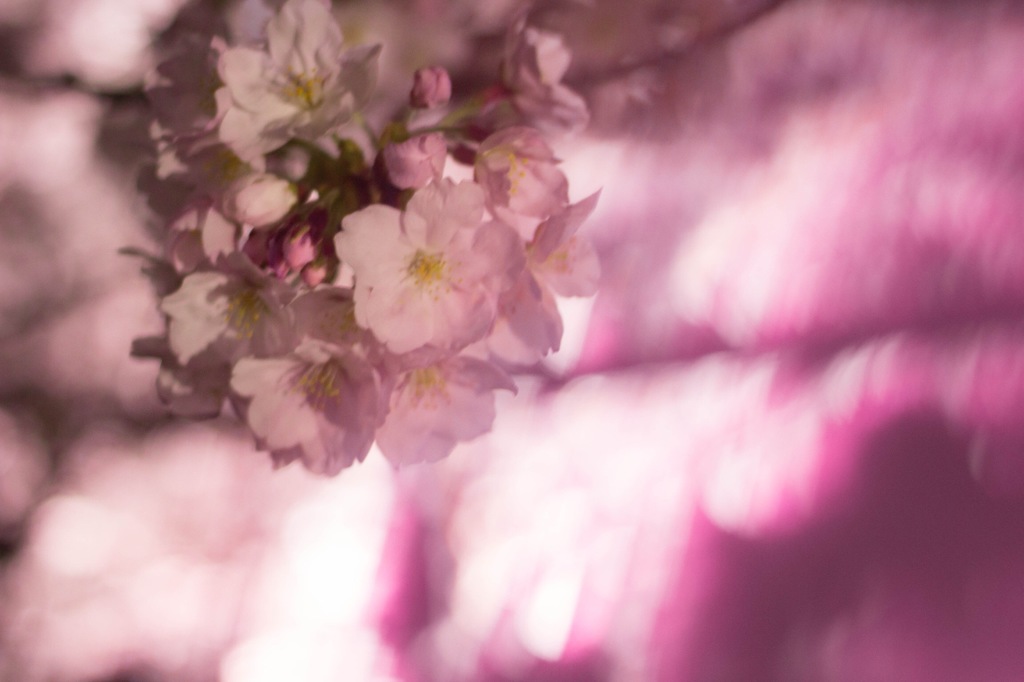 '"sakura""saku.