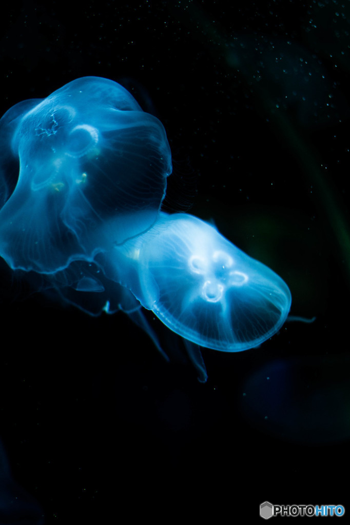 Jelly"Fish""