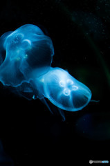 Jelly"Fish""