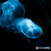Jelly"Fish""