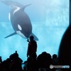 "シャチ"ずーん