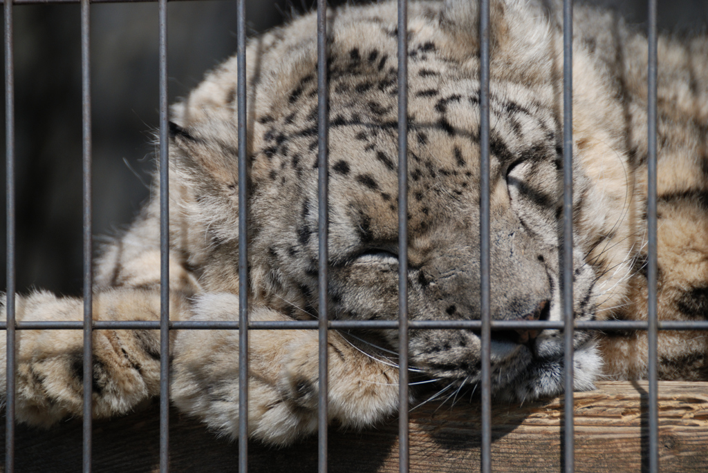 猛獣・・・？　その１