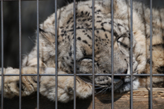 猛獣・・・？　その１