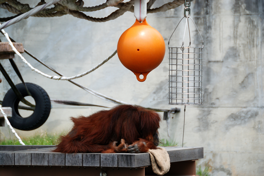 オラウータンのひらめき