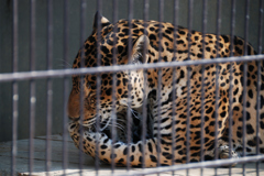 猛獣・・・？　その２