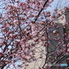 札幌の桜