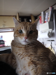 にゃんこ