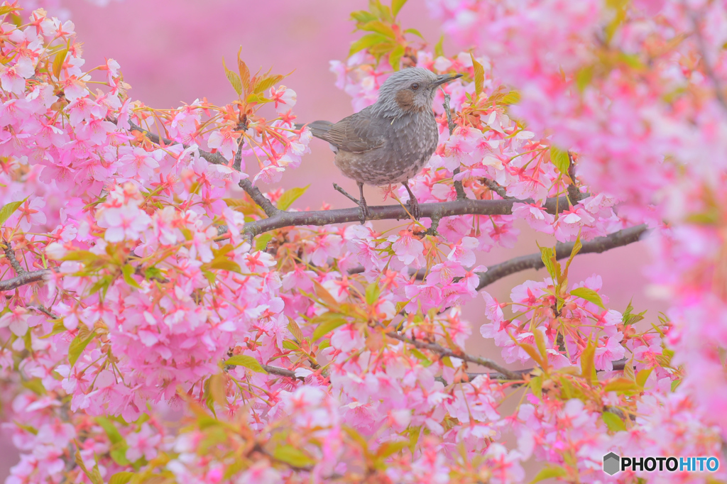 桜鳥