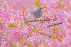 桜鳥