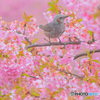桜鳥