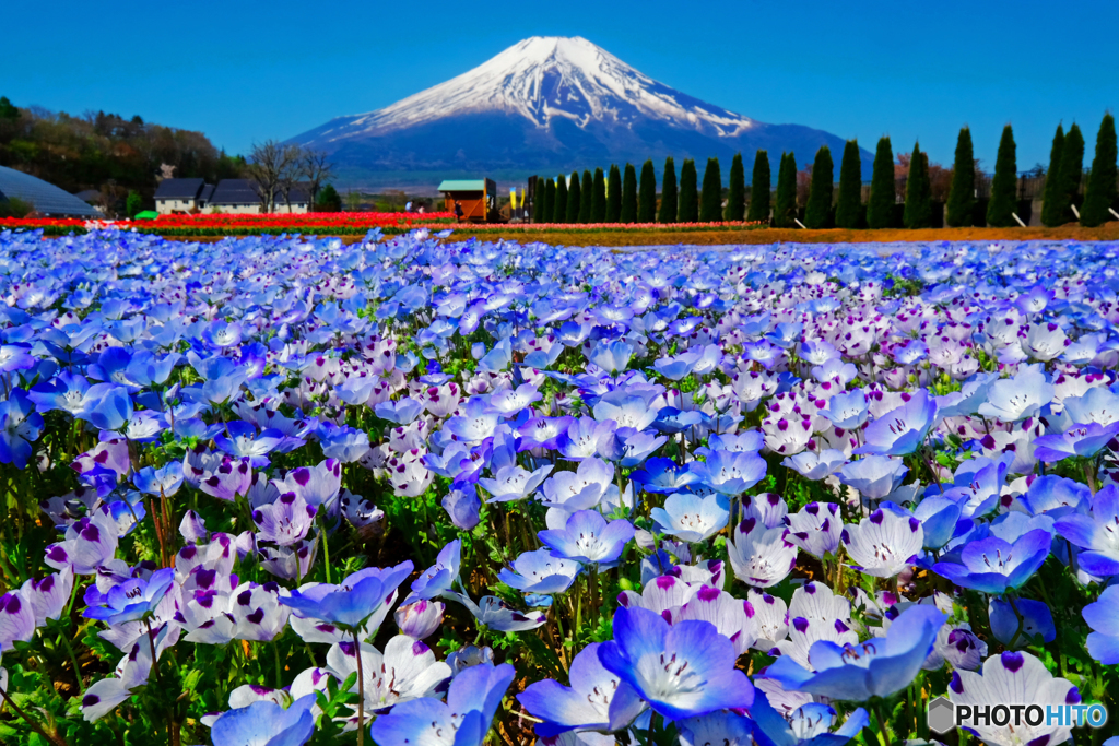 ネモフィラと富士山