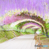 藤園