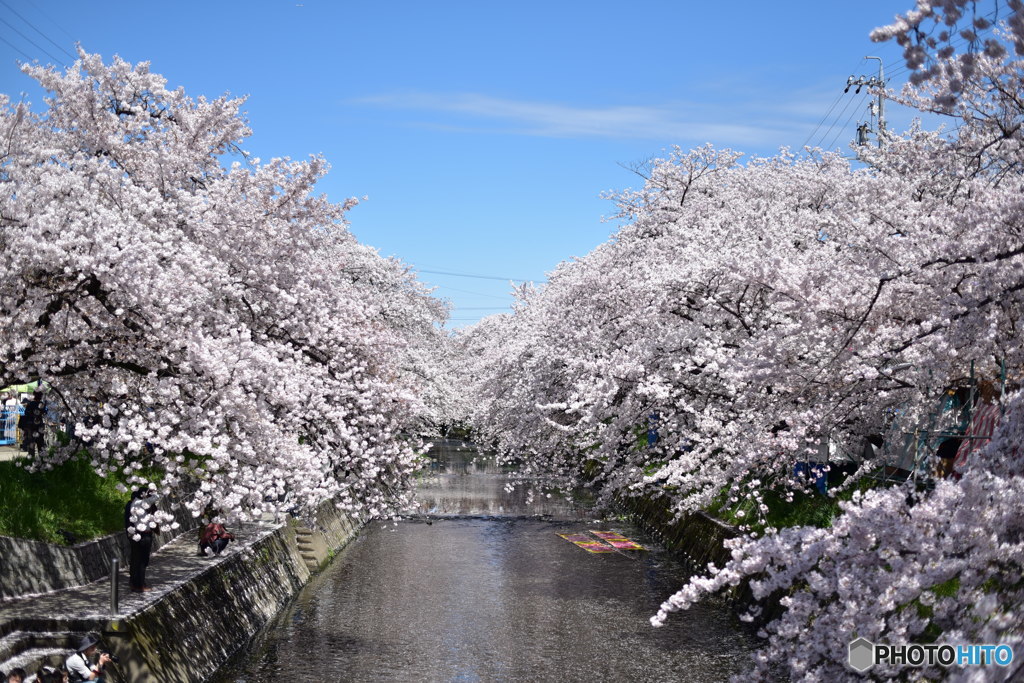 春の五条川
