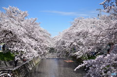 春の五条川