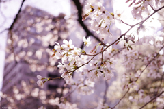 花見の前の静けさ