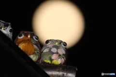 月夜の晩に