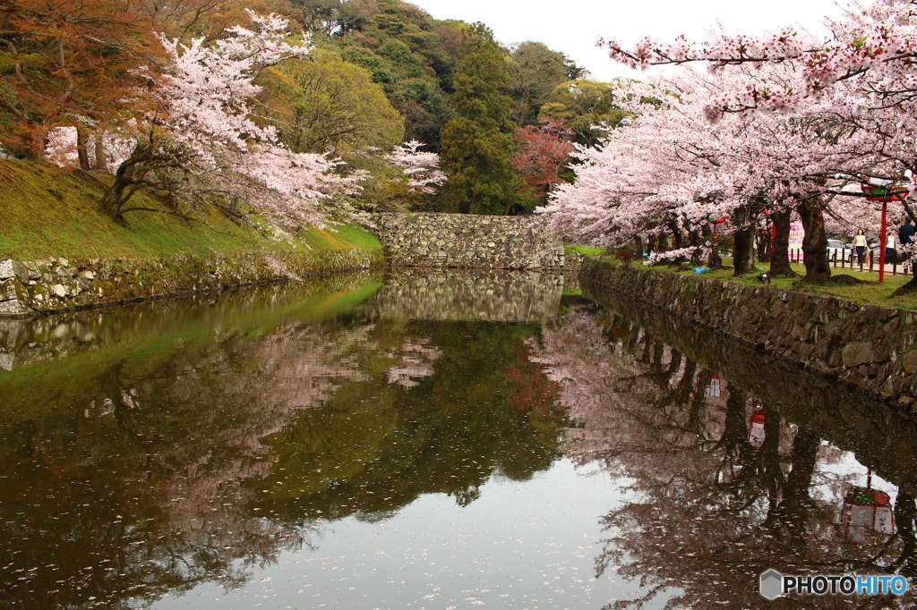 彦根城内濠の桜