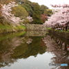 彦根城内濠の桜