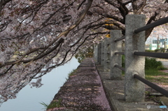 彦根旧港湾の桜