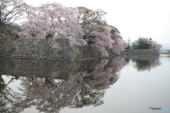 彦根城外濠の桜