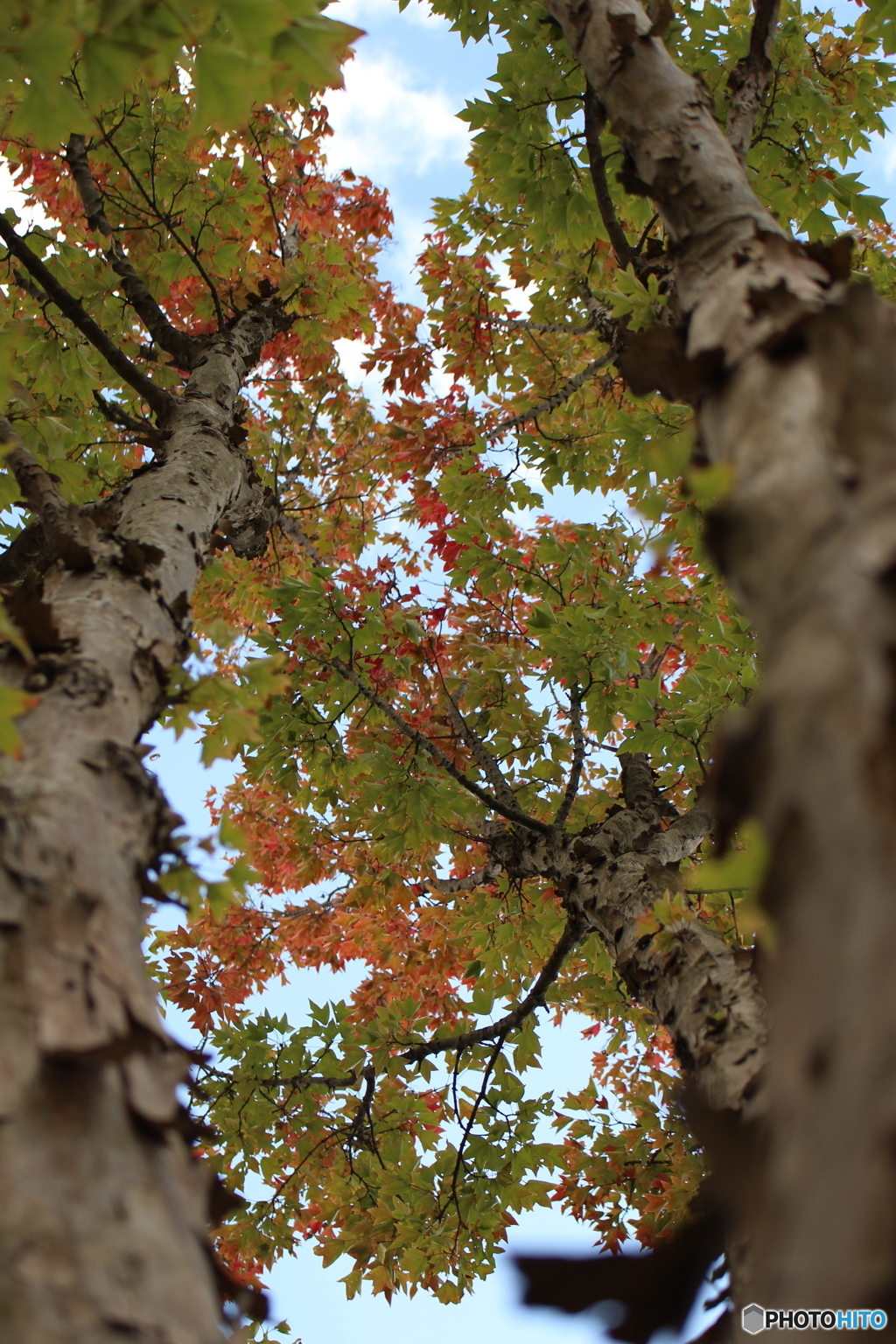 紅葉