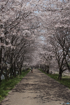 高月阿弥陀橋近くの桜のトンネル