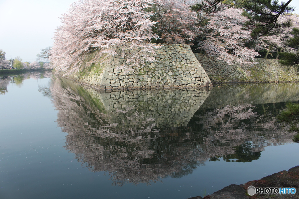 彦根城の桜