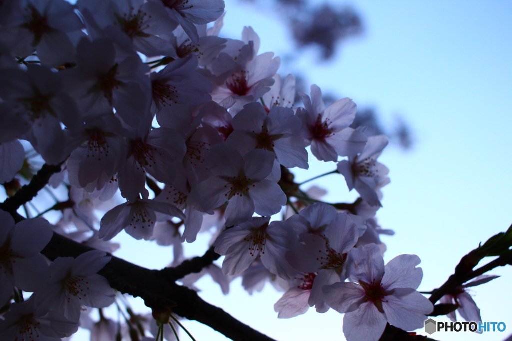 夕暮れの桜