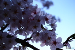 夕暮れの桜