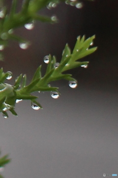 水滴が目玉のように