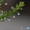 水滴が目玉のように