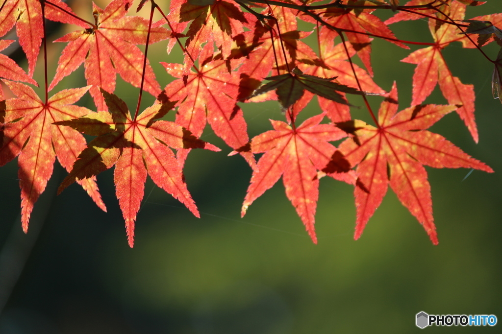 紅葉