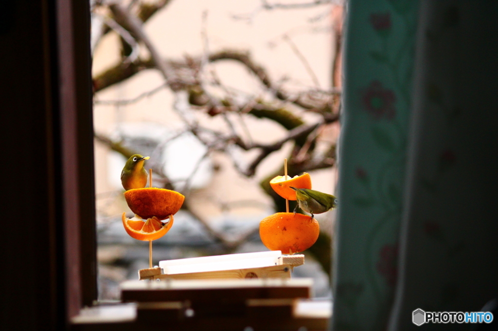 餌箱へ仲良しさん来訪