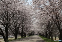 高月阿弥陀橋付近の桜のトンネル２